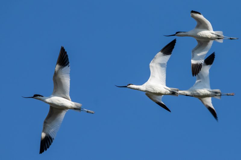 Avocettes élégantes